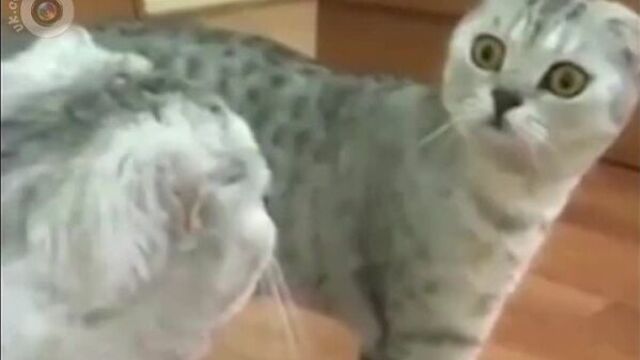 Упоротый кот 2 (6 sec)
