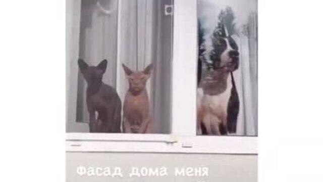 Мамочка