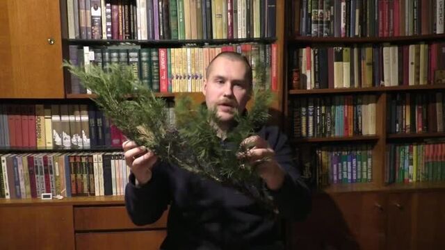 Можжевельник казацкий. Самый лёгкий способ размножения vj;;tdtkmybr rfpfwrbq. cfvsq k`urbq cgjcj, hfpvyj;tybz