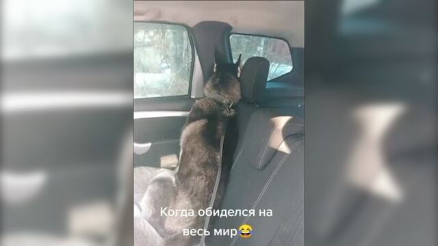 одинокий одиночка ( со звуком)