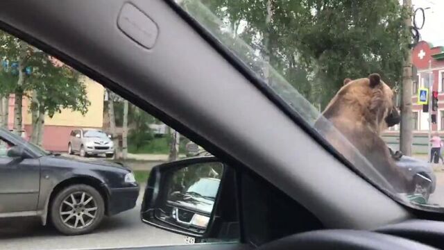 Архангельск. Ехали медведи на мотоциклете.