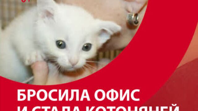 Бросила офис и решила стать котоняней — Москва FM